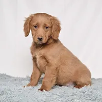 Mr. Barkley, a male Miniature Golden Retriever for sale in Sugarcreek, OH – Photo 2 of 4