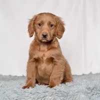 Mr. Barkley, a male Miniature Golden Retriever for sale in Sugarcreek, OH – Photo 1 of 4