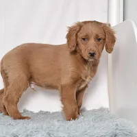 Mr. Barkley, a male Miniature Golden Retriever for sale in Sugarcreek, OH – Photo 3 of 4