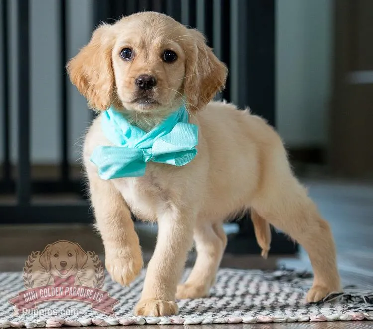 Kennedy – Miniature Golden Retriever puppy for sale in Sugarcreek, OH