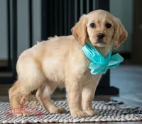 Kennedy, a female Miniature Golden Retriever for sale in Sugarcreek, OH – Photo 2 of 2