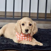 Ms. Joy, a female Miniature Golden Retriever for sale in Sugarcreek, OH – Photo 2 of 5