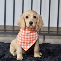 Ms. Joy, a female Miniature Golden Retriever for sale in Sugarcreek, OH – Photo 4 of 5