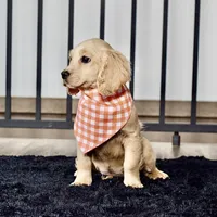 Ms. Joy, a female Miniature Golden Retriever for sale in Sugarcreek, OH – Photo 5 of 5