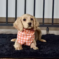 Ms. Joy, a female Miniature Golden Retriever for sale in Sugarcreek, OH – Photo 3 of 5