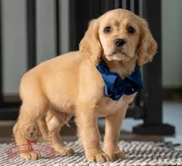 Koda, a male Miniature Golden Retriever for sale in Sugarcreek, OH – Photo 2 of 2