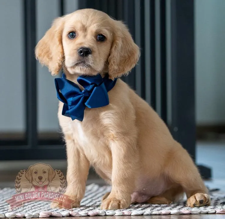 Koda – Miniature Golden Retriever puppy for sale in Sugarcreek, OH