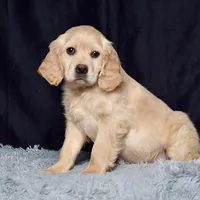 Mr. Jordan, a male Miniature Golden Retriever for sale in Sugarcreek, OH – Photo 2 of 4