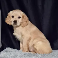 Mr. Jordan, a male Miniature Golden Retriever for sale in Sugarcreek, OH – Photo 3 of 4