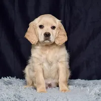 Mr. Jordan, a male Miniature Golden Retriever for sale in Sugarcreek, OH – Photo 1 of 4