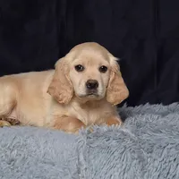 Mr. Jordan, a male Miniature Golden Retriever for sale in Sugarcreek, OH – Photo 4 of 4