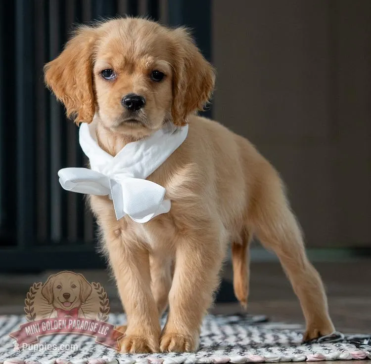 Kobe – Miniature Golden Retriever puppy for sale in Sugarcreek, OH