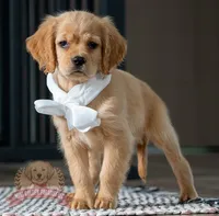 Kobe, a male Miniature Golden Retriever for sale in Sugarcreek, OH – Photo 1 of 2