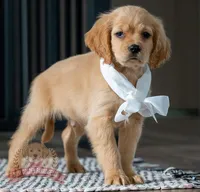 Kobe, a male Miniature Golden Retriever for sale in Sugarcreek, OH – Photo 2 of 2