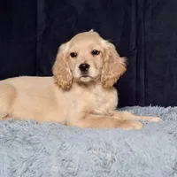 Mr. Jupiter, a male Miniature Golden Retriever for sale in Sugarcreek, OH – Photo 2 of 5