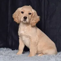 Mr. Jupiter, a male Miniature Golden Retriever for sale in Sugarcreek, OH – Photo 1 of 5