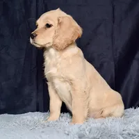 Mr. Jupiter, a male Miniature Golden Retriever for sale in Sugarcreek, OH – Photo 5 of 5