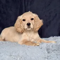 Mr. Jupiter, a male Miniature Golden Retriever for sale in Sugarcreek, OH – Photo 3 of 5