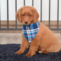 Benji, a male Miniature Golden Retriever for sale in Sugarcreek, OH – Photo 2 of 3