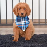 Benji, a male Miniature Golden Retriever for sale in Sugarcreek, OH – Photo 1 of 3