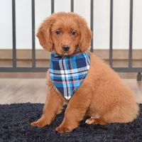 Benji, a male Miniature Golden Retriever for sale in Sugarcreek, OH – Photo 3 of 3