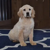 Grinny, a male Miniature Golden Retriever for sale in Sugarcreek, OH – Photo 3 of 5