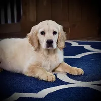 Grinny, a male Miniature Golden Retriever for sale in Sugarcreek, OH – Photo 4 of 5