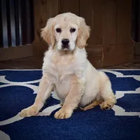 Grinny, a male Miniature Golden Retriever for sale in Sugarcreek, OH – Photo 2 of 5