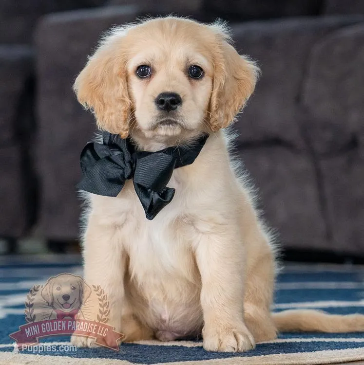 King – Miniature Golden Retriever puppy on hold in Sugarcreek, OH