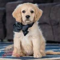 King, a male Miniature Golden Retriever for sale in Sugarcreek, OH – Photo 1 of 2