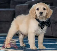 King, a male Miniature Golden Retriever for sale in Sugarcreek, OH – Photo 2 of 2