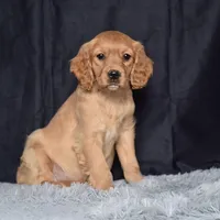 Ms. June, a female Miniature Golden Retriever for sale in Sugarcreek, OH – Photo 3 of 5