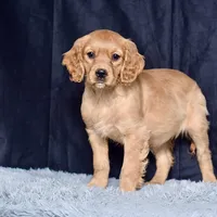 Ms. June, a female Miniature Golden Retriever for sale in Sugarcreek, OH – Photo 1 of 5