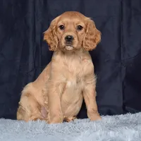 Ms. June, a female Miniature Golden Retriever for sale in Sugarcreek, OH – Photo 2 of 5