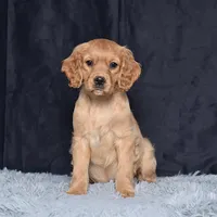 Ms. June, a female Miniature Golden Retriever for sale in Sugarcreek, OH – Photo 4 of 5