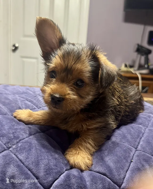 Porter – Morkie puppy for sale in Darien, GA