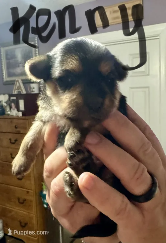 Kenny – Morkie puppy for sale in Darien, GA