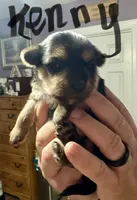 Kenny, a male Morkie for sale in Darien, GA – 1 of 1