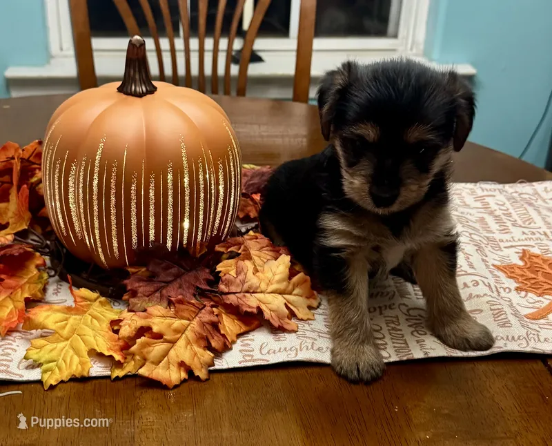 Kenny – Morkie puppy for sale in Darien, GA