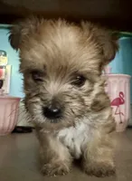 Isaac, a  Morkie for sale in Darien, GA – 2 of 4