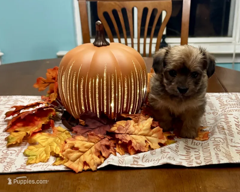 Jolene – Morkie puppy for sale in Darien, GA