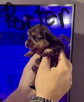 Porter, a male Morkie for sale in Darien, GA – 1 of 1