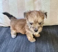 Isaac, a  Morkie for sale in Darien, GA – 3 of 4