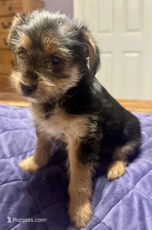 Kenny – Morkie puppy for sale in Darien, GA