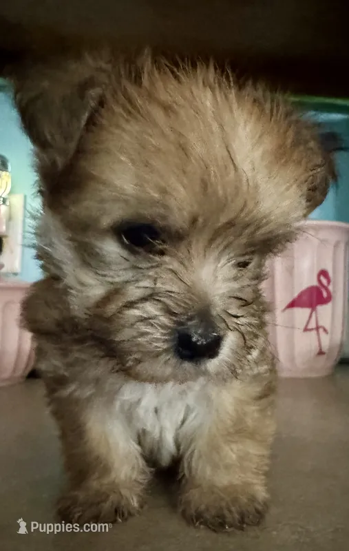 Isaac – Morkie puppy for sale in Darien, GA
