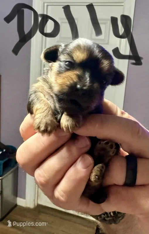 Dolly – Morkie puppy for sale in Darien, GA