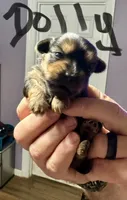Dolly, a female Morkie for sale in Darien, GA – 1 of 1