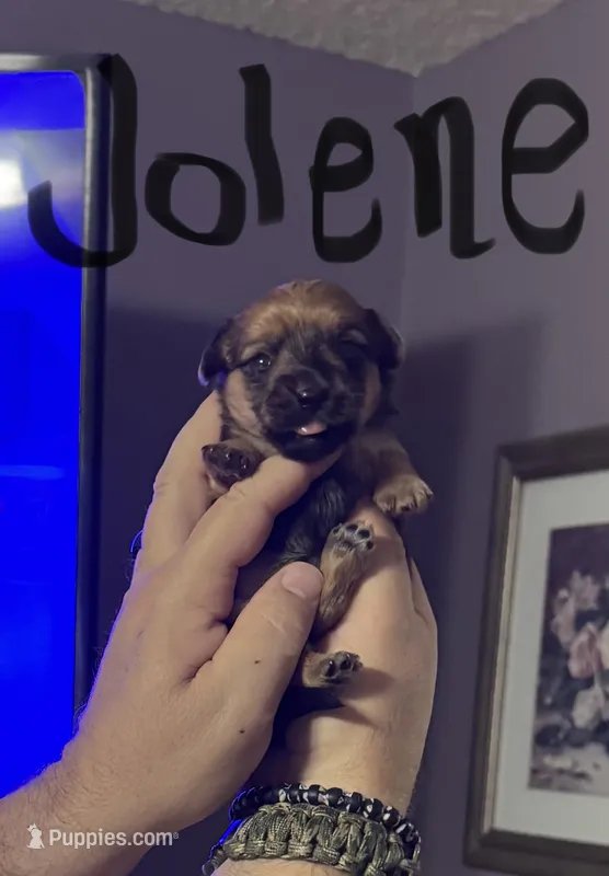 Jolene – Morkie puppy for sale in Darien, GA