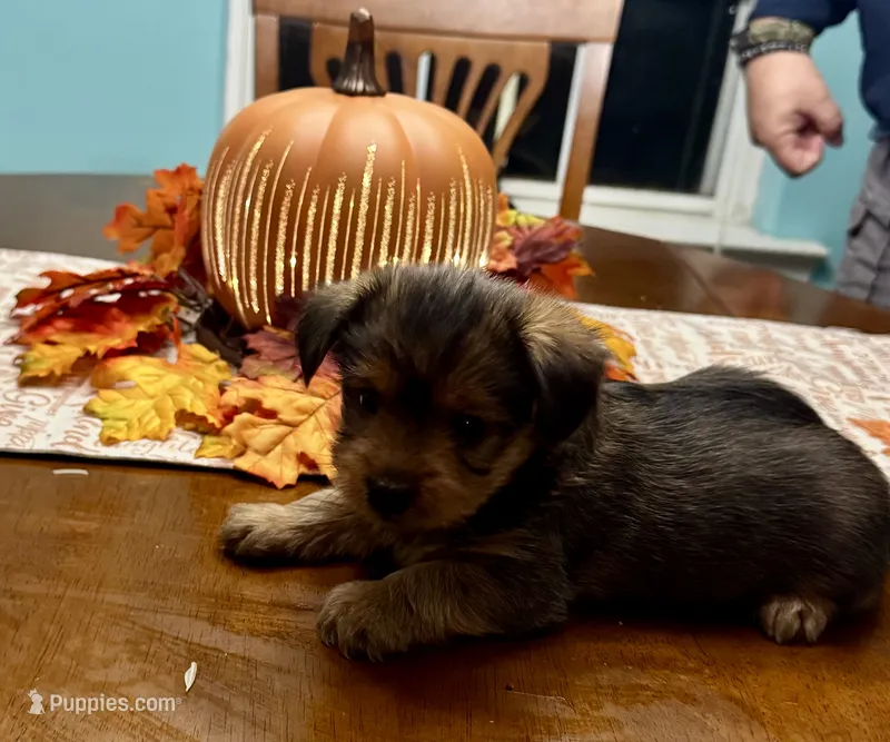 Porter – Morkie puppy for sale in Darien, GA