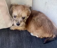 Isaac, a  Morkie for sale in Darien, GA – 4 of 4